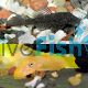 ASSORTED BRISTLENOSE CATFISH