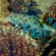 Spotted Mandarin Fish - Medium