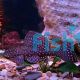 Spotted Sailfin Pleco