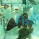 Spotted Sailfin Pleco