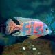 Strawberry Peacock Cichlid
