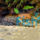 Longnose Whiptail Catfish