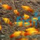 Sunset Platy