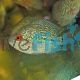 Flowerhorn Super Red Dragon