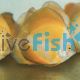 Golden Discus 9cm
