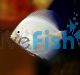 White Swan Discus 5cm