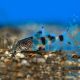Synodontis Decorus 4cm