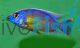 Taiwan Reef Chimoto Red 5cm