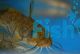 20x Tandanus Catfish 5cm (Free Shipping)