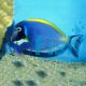 Blue Powder Tang