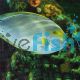 Epaulette Tang Surgeon 