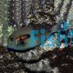 Orange Spot Surgeonfish