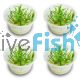 4x Echinodorus Tenellus - TC