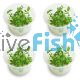 4x Bacopa Caroliniana - TC