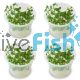 4x Bacopa Monnieri - TC