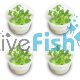 4x Mini Bamboo Floscopa Scandens - TC