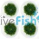 4x Monte Carlo Micranthemum Umbrosum - TC