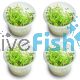 4x Pennywort Lysimachia Nummularia - TC