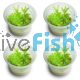 4x Pogostemon Helferi - TC