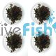 4x Rotala Rotundifolia Colorata - TC