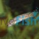 Telmatochromis Vittatus