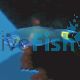 Moon Wrasse - Thalass Lunare