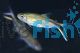 Short Striped Penguin Tetra 3.5cm