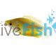 Thicklip Gourami - Bronze 3.5cm