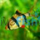 Tiger Barb