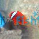 Tomato Clownfish