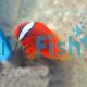 Tomato Clownfish - Amphiprion rubrocinctus