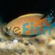 Gold Honey Dwarf Gourami 4cm 