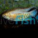 Indian Banded Gourami 7cm