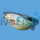 Blue Gourami - Three Spot