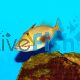 Triggerfish Blackbelly Medium