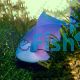 Triggerfish Redtooth SML