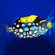 Triggerfish Clown MED
