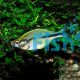 Turquoise Rainbow - Lacustris
