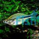 Turquoise Rainbow - Lacustris