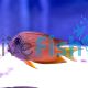 Two Spot Bristletooth Tang 