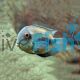 Cichlid Uaru 8cm