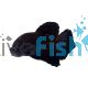 Male Short Fin Half Moon Betta Fighter