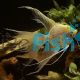 V.T. Gold Angelfish