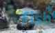 Goby Gold Head Sleeper - Large