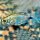 Veilfin Reed Tetra 2.5cm