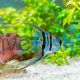 Assorted Veiltail Angel Fish 