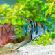 Assorted Veiltail Angelfish