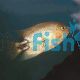Black Belt Cichlid