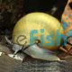 Waterhouse Snail