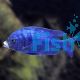 White Lip Cichlid